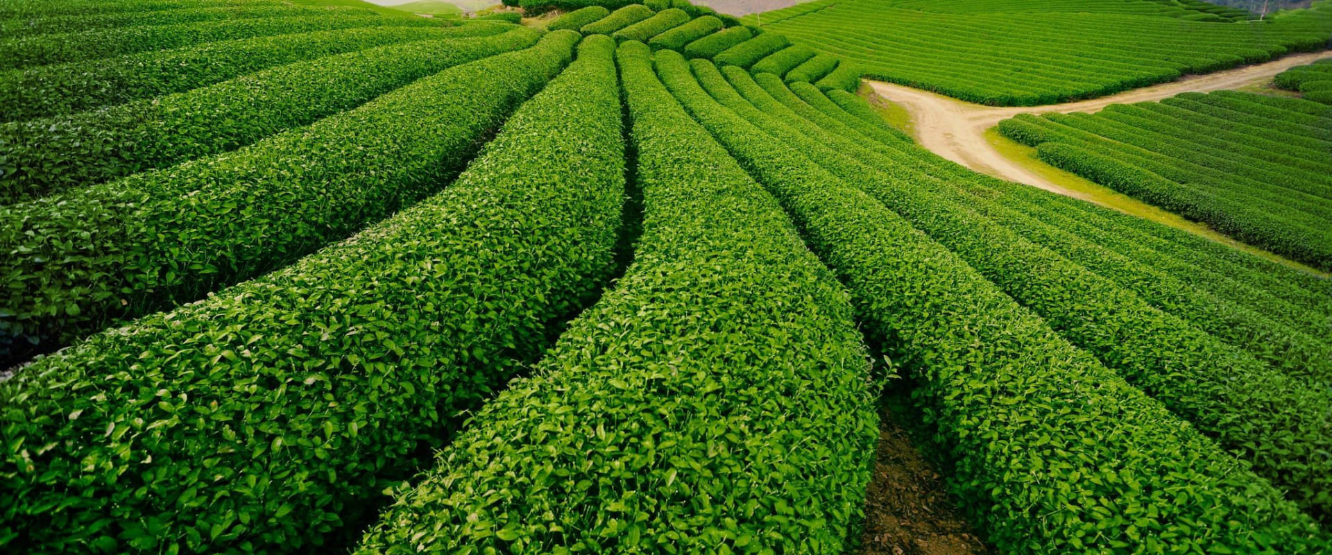 Đồi Chè Trái Tim